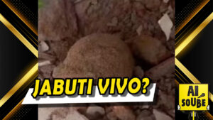 Leia mais sobre o artigo JABUTI SOBREVIVEU?